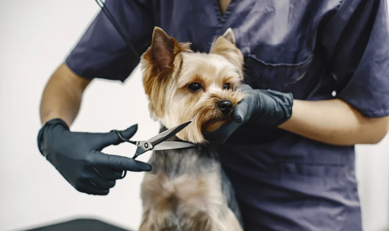 obuchenie-po-grooming-kursove
