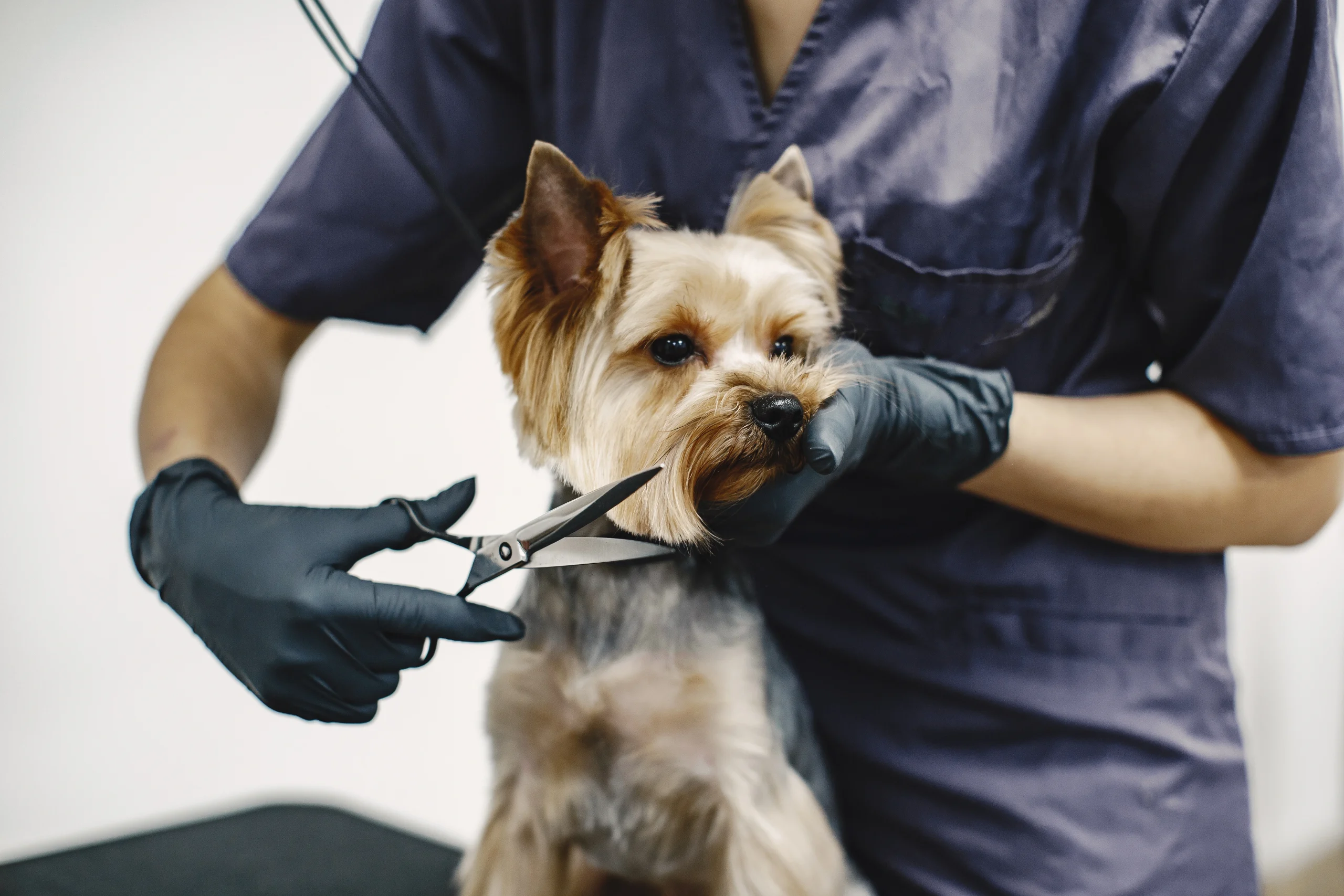 obuchenie-po-grooming-kursove